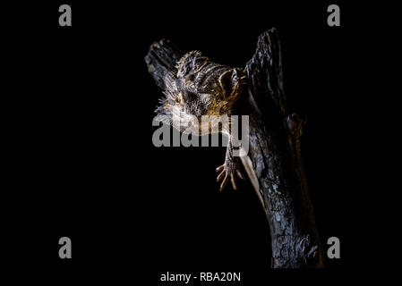 La foto in orizzontale del singolo drago barbuto - AGAMA SA. Lizard Nizza ha spine sulla testa ond sul corpo. Rettile è sul pezzo di usura vecchio ramo di legno. Backgrou Foto Stock