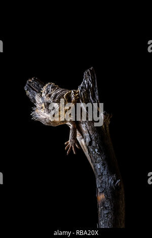 Foto verticale del singolo drago barbuto - AGAMA SA. Lizard Nizza ha spine sulla testa ond sul corpo. Rettile è sul pezzo di usura vecchio ramo di legno. Sfondo Foto Stock