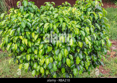 indiano giardino albero ficus benjamina shurub foglie vista da vicino con gocce d'acqua dopo la pioggia caduta in stagione piovosa. Foto Stock