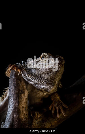 Foto verticale del singolo drago barbuto - AGAMA SA. Lizard Nizza ha spine sulla testa ond sul corpo. Rettile è sul pezzo di usura vecchio ramo di legno. Sfondo Foto Stock