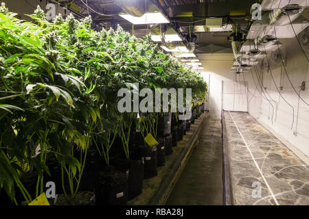 La marijuana per sviluppare la stanza legale serie di cannabis - La coltivazione di marijuana in interni sotto le luci. queste piante sono pronte per la mietitura Foto Stock