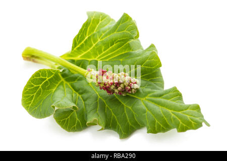 Foglia di rabarbaro e fiore isolato su bianco Foto Stock