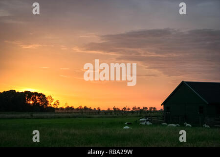 Pecore in appoggio nei pressi di un fienile nella campagna olandese sotto un bel cielo di sera. Fotografato in una serata estiva nei pressi della città di Utrecht, Olanda. Foto Stock