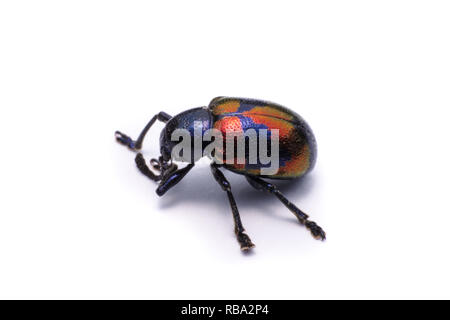 Milkweed blu Beetle; Nome Scientifico Chrysochus pulcher Baie de Baly, isolato su bianco Foto Stock