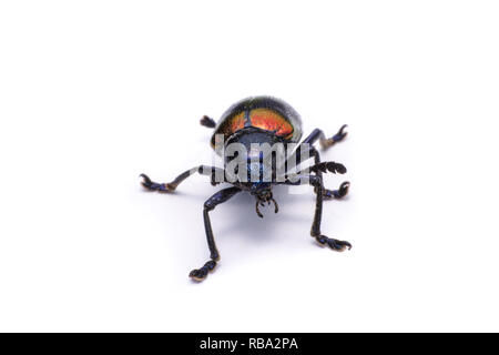 Milkweed blu Beetle; Nome Scientifico Chrysochus pulcher Baie de Baly, isolato su bianco Foto Stock