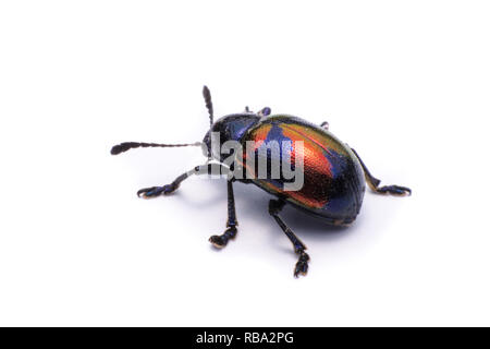 Milkweed blu Beetle; Nome Scientifico Chrysochus pulcher Baie de Baly, isolato su bianco Foto Stock