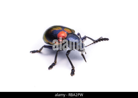 Milkweed blu Beetle; Nome Scientifico Chrysochus pulcher Baie de Baly, isolato su bianco Foto Stock