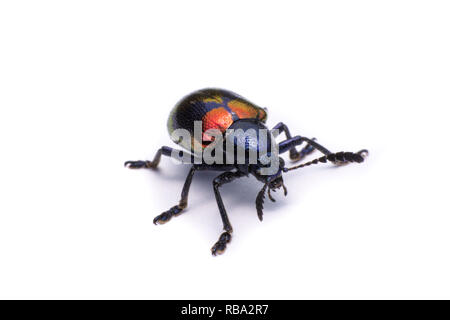 Milkweed blu Beetle; Nome Scientifico Chrysochus pulcher Baie de Baly, isolato su bianco Foto Stock