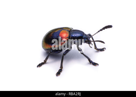 Milkweed blu Beetle; Nome Scientifico Chrysochus pulcher Baie de Baly, isolato su bianco Foto Stock