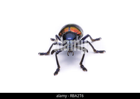 Milkweed blu Beetle; Nome Scientifico Chrysochus pulcher Baie de Baly, isolato su bianco Foto Stock