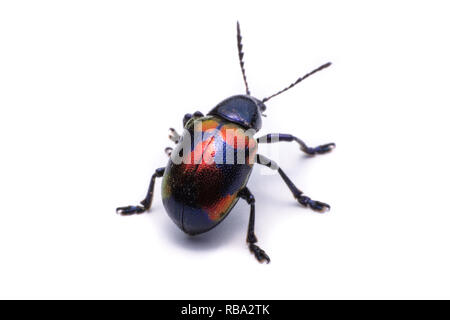 Milkweed blu Beetle; Nome Scientifico Chrysochus pulcher Baie de Baly, isolato su bianco Foto Stock