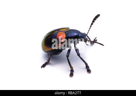 Milkweed blu Beetle; Nome Scientifico Chrysochus pulcher Baie de Baly, isolato su bianco Foto Stock