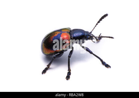 Milkweed blu Beetle; Nome Scientifico Chrysochus pulcher Baie de Baly, isolato su bianco Foto Stock