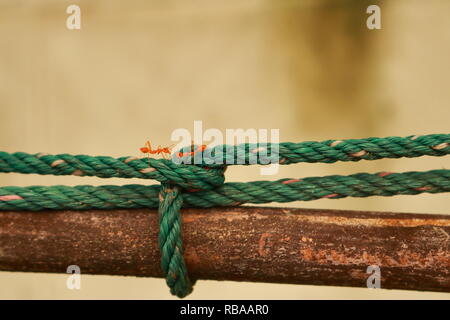 Primo piano di formiche camminando sulla corda e saluto ogni altro, hi il mio amico cosa succede ? Foto Stock