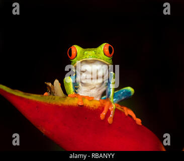 Red-eyed raganella (Agalychnis callidryas) seduto in un fiore strelicia, Costa Rica Foto Stock