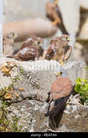 Grillaio (Falco naumanni), maschio immaturi in piedi su una roccia a Matera con tre pulcini in background Foto Stock