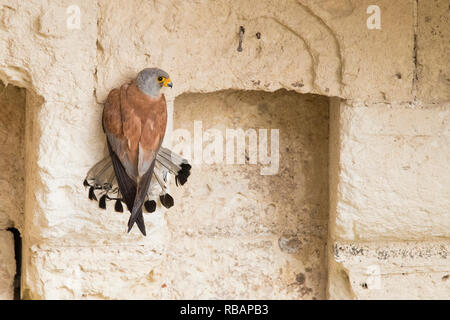 Grillaio (Falco naumanni), maschio adulto afferrare in corrispondenza di una parete a Matera Foto Stock