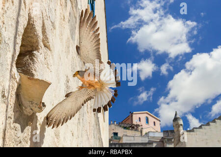 Grillaio (Falco naumanni), maschio adulto arriva a nido a Matera Foto Stock