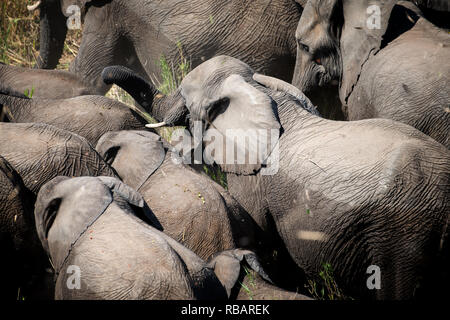 Gli elefanti africani in Sud Africa il Parco Nazionale Kruger. Foto Stock
