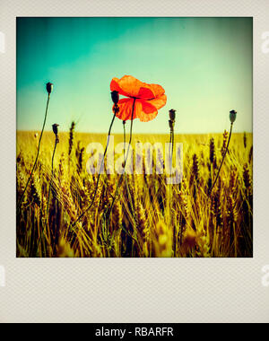 Polaroid effetto di papavero in un campo di grano, Francia, Europa Foto Stock