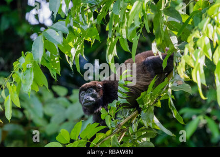 Geoffreys Spider Monkey, in Torteguera National Park, Costa Rican foresta di pioggia Foto Stock