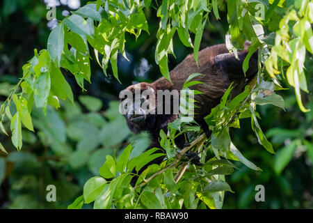 Geoffreys Spider Monkey, in Torteguera National Park, Costa Rican foresta di pioggia Foto Stock