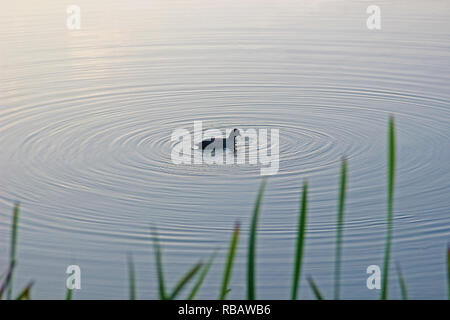 Coot rendendo gli anelli di acqua sulla superficie di uno stagno al tramonto, reed deriva in primo piano Foto Stock