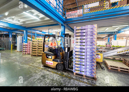 Tenerife, Spagna - 3 Gennaio 2018 : operatore con un carrello elevatore a forche in banana fabbrica di confezionamento in Tenerife, Isole Canarie Spagna Foto Stock