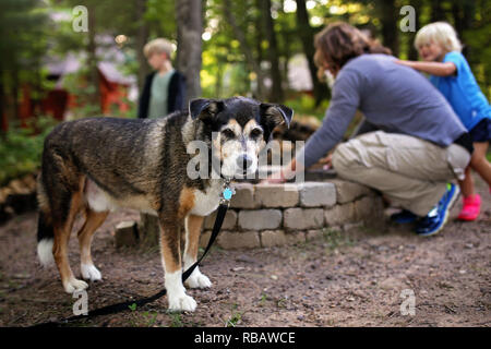Una famiglia liberato cane è in attesa di un uomo e i suoi bambini iniziano a un falò al di fuori di una cabina nel bosco. Foto Stock