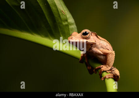 Borneo Eared Rana - Adulti (Polypedates otilophus) Foto Stock