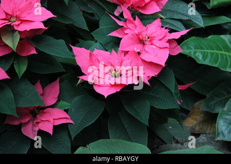 Bella poinsettia colorati fiori che crescono nel giardino. Foto Stock