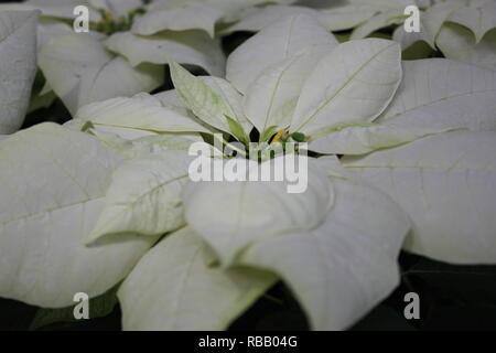 Bella poinsettia fiore bianco che cresce nel giardino dei fiori. Foto Stock