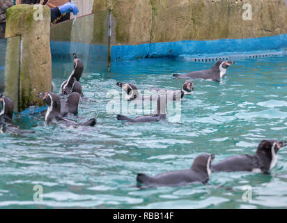 Alimentazione di pesce per i pinguini Humboldt in piscina a Chessington World of Adventures Foto Stock