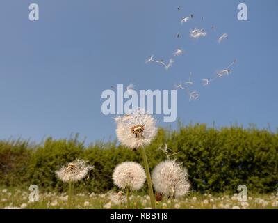 Tarassaco (Taraxacum officinale) semi dispersione per il vento in un prato di fieno, Wiltshire, Regno Unito, maggio. Foto Stock