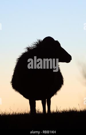 Pecore delle Ebridi (Ovis aries) pecora stagliano al tramonto, Rutland acqua, Rutland, Regno Unito, novembre. Foto Stock