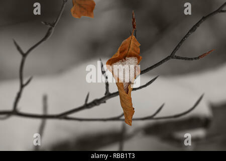 Leaf appare come un cono gelato Foto Stock