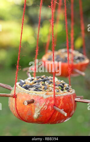 In casa la zucca bird feeder, incavate e riempito con semi, per l'alimentazione di uccelli da giardino, Ottobre, REGNO UNITO Foto Stock