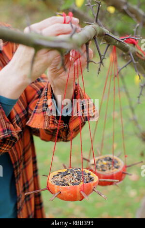 La donna si blocca in casa la zucca bird feeder riempito con semi, Ottobre, REGNO UNITO Foto Stock