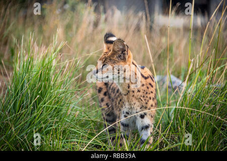 Regno Unito, Hamerton Zoo - 17 AGO 2018: Femmina Serval in cattività Foto Stock