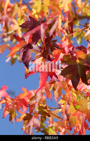 Licuidambar styraciflua. Vivace fogliame autunnale del dolce Gum tree in ottobre, REGNO UNITO Foto Stock