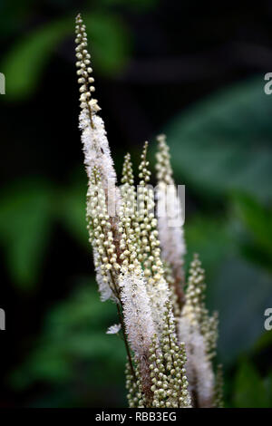 Cimicifuga rubifolia Blickfang,Actaea rubifolia Blickfang,bianco racemo,fiore bianco,fiori,racemi,plume,plumes,perenne,RM floral Foto Stock