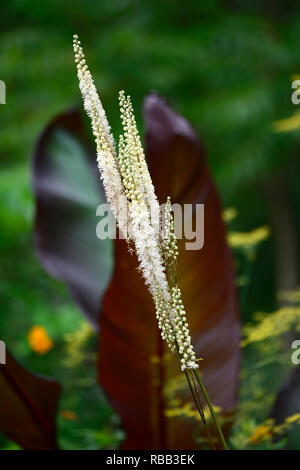 Cimicifuga rubifolia Blickfang,Actaea rubifolia Blickfang,bianco racemo,fiore bianco,fiori,racemi,plume,plumes,perenne,RM floral Foto Stock