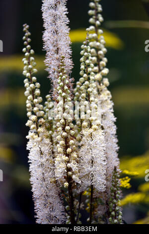 Cimicifuga rubifolia Blickfang,Actaea rubifolia Blickfang,bianco racemo,fiore bianco,fiori,racemi,plume,plumes,perenne,RM floral Foto Stock