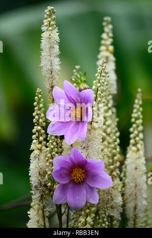 Cimicifuga rubifolia Blickfang,Actaea rubifolia Blickfang,bianco racemo,fiore bianco,Dahlia merckii,viola,fiori,racemi,plume,plumes,perenne,mix,m Foto Stock