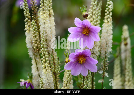 Cimicifuga rubifolia Blickfang,Actaea rubifolia Blickfang,bianco racemo,fiore bianco,Dahlia merckii,viola,fiori,racemi,plume,plumes,perenne,mix,m Foto Stock