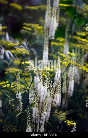 Cimicifuga rubifolia Blickfang,Actaea rubifolia Blickfang,bianco racemo,fiore bianco,Foeniculum vulgare Purpureum,finocchio bronzeo,viola il finocchio,fiori,r Foto Stock