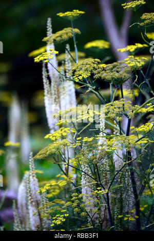 Cimicifuga rubifolia Blickfang,Actaea rubifolia Blickfang,bianco racemo,fiore bianco,Foeniculum vulgare Purpureum,finocchio bronzeo,viola il finocchio,fiori,r Foto Stock