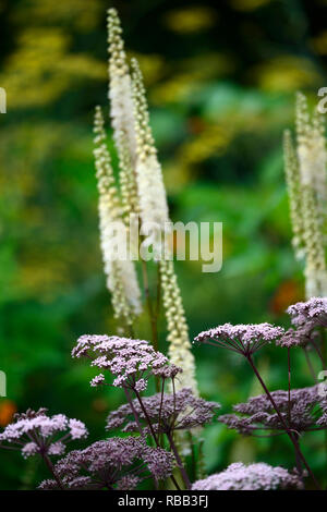 Angelica gigas,umbellifer,Cimicifuga rubifolia Blickfang,Actaea rubifolia Blickfang,bianco racemo,fiore bianco,fiori,racemi,plume,plumes,perenne,R Foto Stock