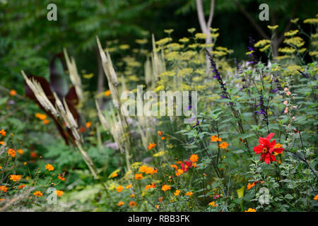 Dahlia vescovo di llandaff,Salvia Amistad,Geum totalmente mandarino,Cimicifuga rubifolia Blickfang,Actaea rubifolia Blickfang,bianco racemo,fiore bianco,Fo Foto Stock