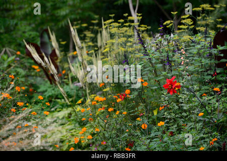 Dahlia vescovo di llandaff,Salvia Amistad,Geum totalmente mandarino,Cimicifuga rubifolia Blickfang,Actaea rubifolia Blickfang,bianco racemo,fiore bianco,Fo Foto Stock